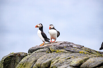 Obraz premium Puffins’ Coastal Perch in the Wilderness