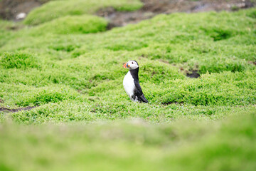 Highland Cow Grazing in a Peaceful Meadow
