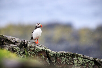 A Curious Puffin on Rocky Terrain