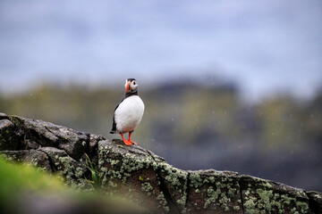 A Curious Puffin on Rocky Terrain