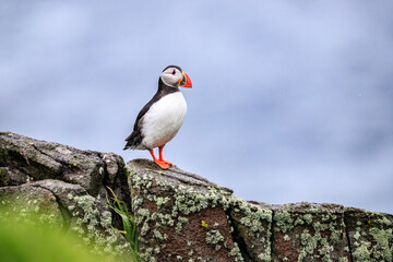 A Curious Puffin on Rocky Terrain
