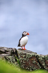 A Curious Puffin on Rocky Terrain