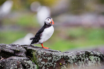 A Curious Puffin on Rocky Terrain