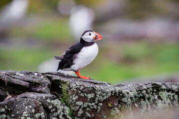 A Curious Puffin on Rocky Terrain