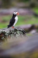 A Curious Puffin on Rocky Terrain