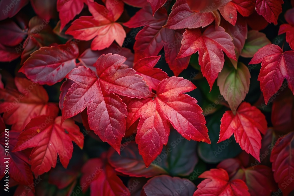 Poster a close-up view of a bunch of vibrant red leaves. perfect for autumn-themed designs and nature-relat