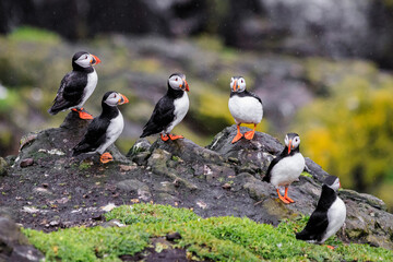 A Gathering of Puffins on Rocky Coastal Terrain