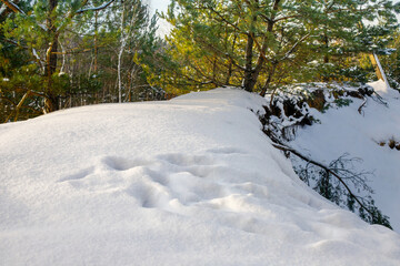 Europe, Poland, Mazovia - winter view of a pine forest.