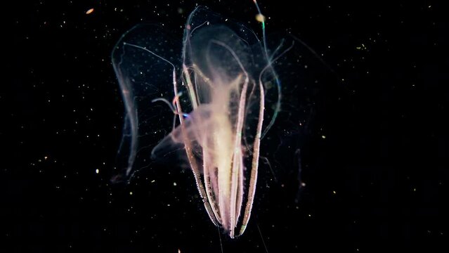 Underwater, mystery, Blackwater diving, Deep sea glowing comb jellyfish floating and tentacle shining in the dark like electricity, macro marine life , 