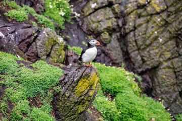 Obraz premium A Puffin's Fauna Encounter in the Grasslands