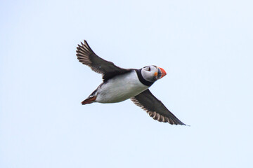 Graceful Puffin Soaring Through the Clear Sky