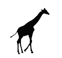 Black giraffe sill silhouette transparent PNG