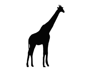 Black giraffe sill silhouette transparent PNG