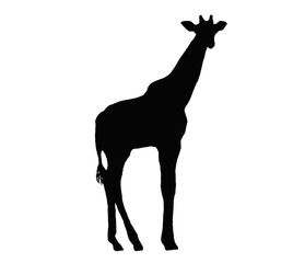 Black giraffe sill silhouette transparent PNG
