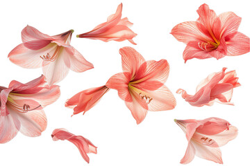 amaryllis petals flew isolated on white background - obrazy, fototapety, plakaty