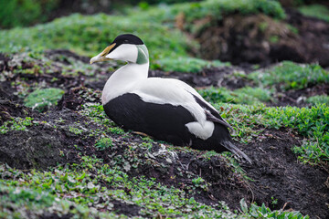 A Majestic Eider Rests Amidst the Greenery of Isle of May