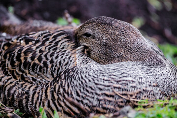 A Peaceful Rest: The Common Eider Duck's Tranquil Moment