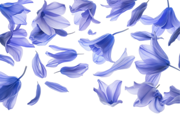 bluebell petals flew isolated on white background