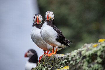 Puffins Perched Peacefully on Rocky Cliff Edge