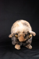 Mini lop rabbit, isolated on black background
