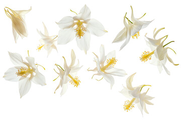Columbine petals flew isolated on white background