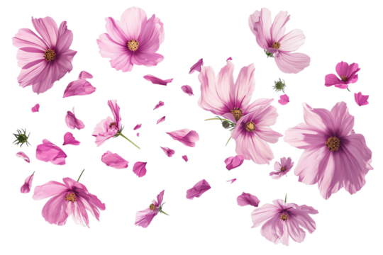 Cosmos petals flew isolated on white background