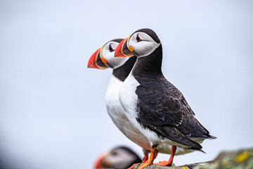Puffins Perched Peacefully on Rocky Cliff Edge