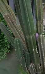 Big Size of Cactus Flower in the Garden