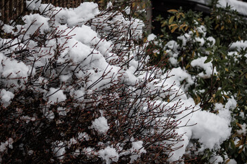 雪と小枝