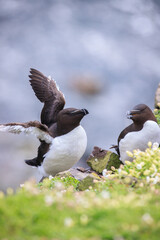Graceful Razorbill bird amidst blooming wildflowers