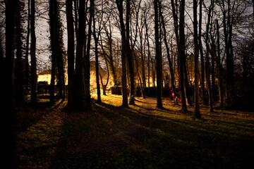 Mystère nocturne, forêt illuminée par des lasers comme un laser game
