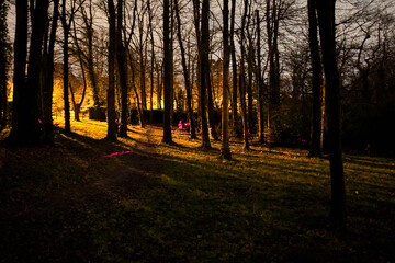Mystère nocturne, forêt illuminée par des lasers comme un laser game