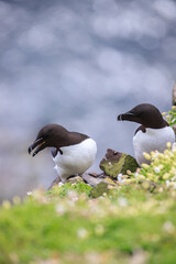 Fototapeta premium Graceful Razorbill bird amidst blooming wildflowers