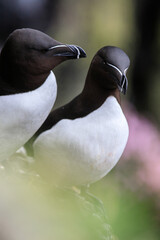 Tender moment between two Razorbills in nature