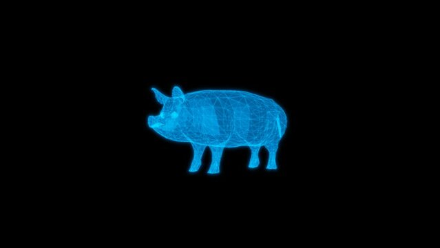 4k  pig technology video. pig technology video, pig 360 turn, pig wireframe video