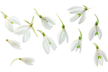 Fototapeta na wymiar snowdrop petals flew isolated on white background