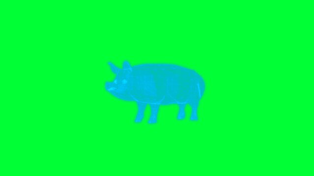 4k green screen pig technology video. pig technology video, pig 360 turn, pig wireframe video
