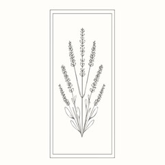 Lavender hand drawn illustration in line art style isolated on white background.