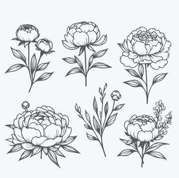 Peony flower set. Hand drawn vector illustration. Isolated on white background.