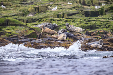 Seals Basking on Rocky Shores of Scotland