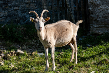 Alpe Colonno, Lombardia, Lago di Como