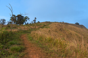 Obraz premium Walking path with green grass covering both sides. Path up to mountain view point of Phu Langka. Under clear of blue sky. At Phu Langka Phayao Province of Thailand. 
