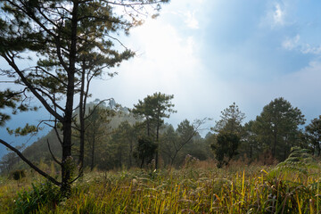 Obraz premium Phu Langka with trees and green grass. Under blue sky and white clouds. Can see blurred of Phu Nom. At Phu Langka Phayao Province of Thailand. 