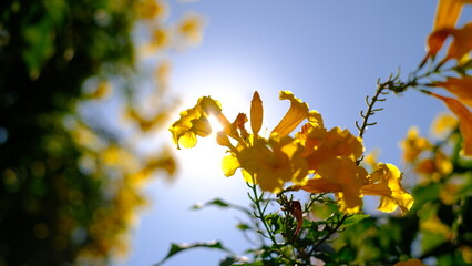 The yellow flowers against the sunlight.
