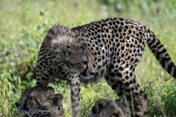 a family of cheetahs lies in the grass after a successful hunt in a green clearing in natural...
