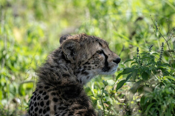 a family of cheetahs lies in the grass after a successful hunt in a green clearing in natural conditions in a national park in Kenya
