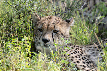 a family of cheetahs lies in the grass after a successful hunt in a green clearing in natural conditions in a national park in Kenya