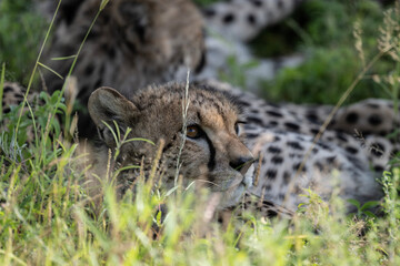 a family of cheetahs lies in the grass after a successful hunt in a green clearing in natural conditions in a national park in Kenya