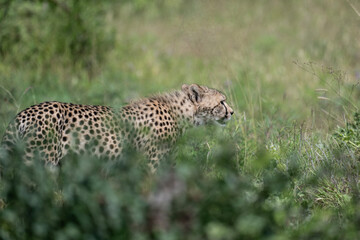a family of cheetahs lies in the grass after a successful hunt in a green clearing in natural conditions in a national park in Kenya