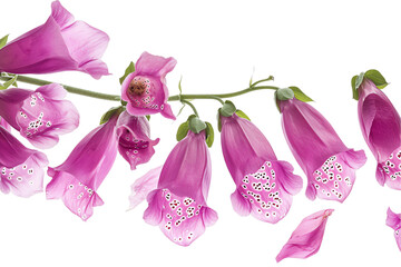 flower foxglove petals flew isolated on white background